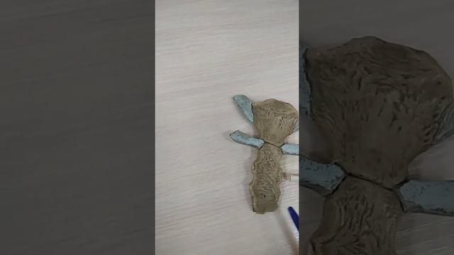 Грудино-реберные суставы смотреть онлайн