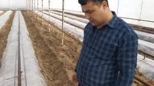 Устихон асулида помидор экиш