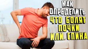 Как определить болят почки или спина. Основные признаки