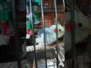 Корелла самец поет 2