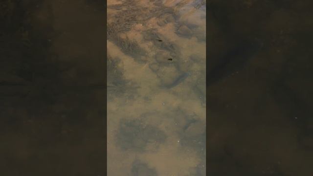 карп резвится в лучах солнца #рыбалкасрогаткой #slingshotfishing #охотанарогатку #охотасрогаткой смотреть онлайн