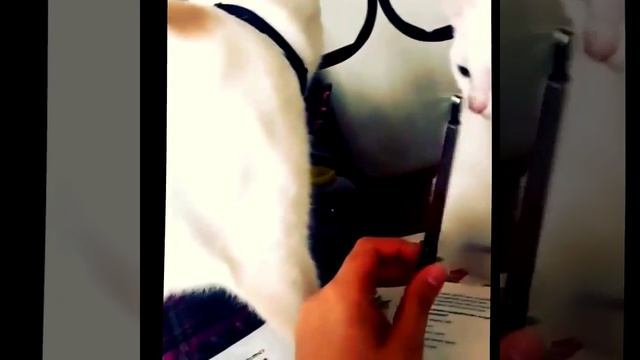 Тест на психику!!! Смотреть всем смотреть онлайн