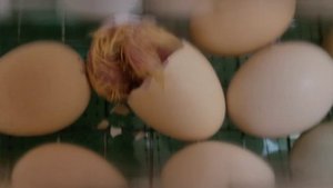 Вылуп цыплят 🐣. Мой первый опыт😉✌🙂