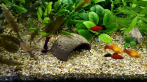 Петух в общем аквариуме