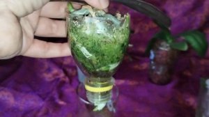 Адаптация ОРХИДЕИ - подростка из мха в кору или плагрон