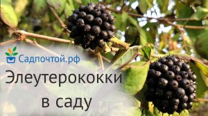 Элеутерококки или акантопанаксы колючий и сидячецветковый в садовом дизайне #садпочтой