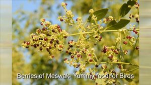 Meswak- Salvadora persica mangrove associate plant मिसवाक Best plant for oral hygiene
