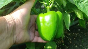 Обзор сортов перца  Часть 2  Леся желтая