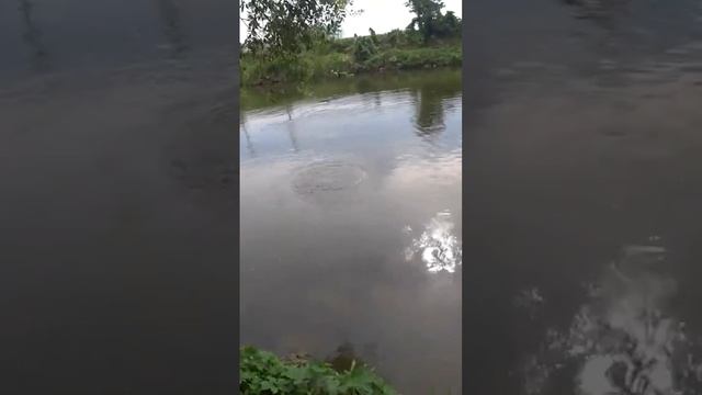 охота на сазана #рыбалкасрогаткой #slingshotfishing #сазан#чингу#chingu #охотанарогатку#охота смотреть онлайн