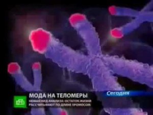 Теломеры и Старение Роль Теломера Процесс Старения