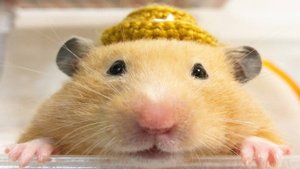 БРАЙН смешное видео про хомячков. СМЕШНАЯ ОЗВУЧКА приколы с хомками