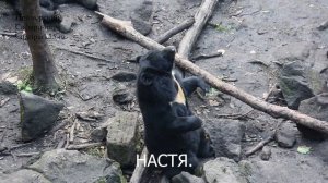 МИША,МАША,НАСТЯ,ЧУК