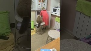 Как сделать фруктовый лёд