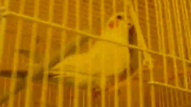 Papuga Nimfa-PAPUZIA rapuje смотреть онлайн