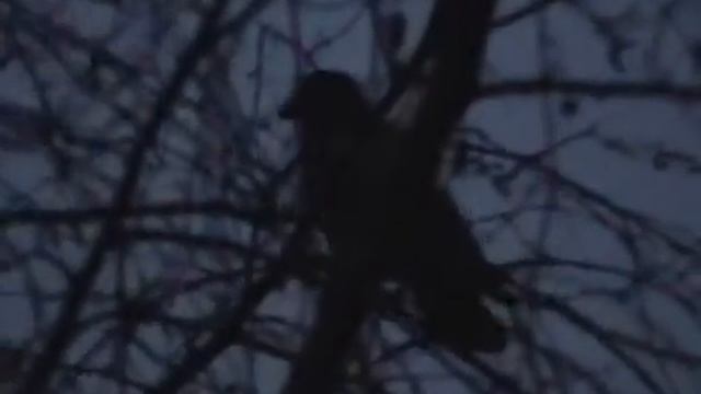 Crow