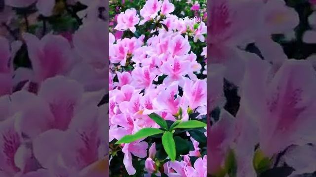Предвкушение весны