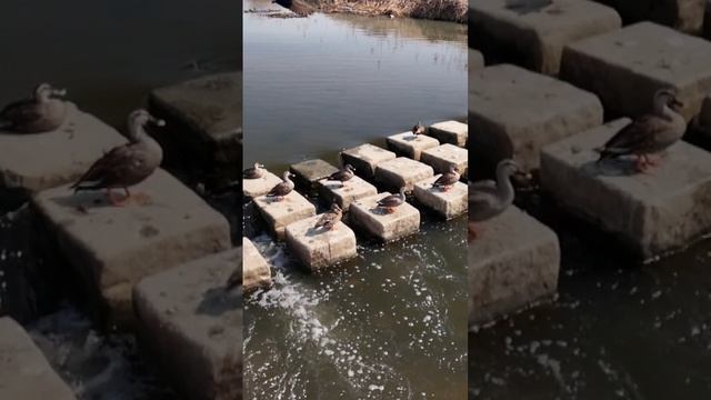 слоумо) смотреть онлайн