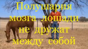 Полушария мозга лошади не дружат между собой (Клинтон Андерсон).