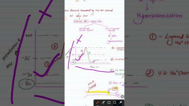 membrane potential graph #neet #neetexam #neetpreparation