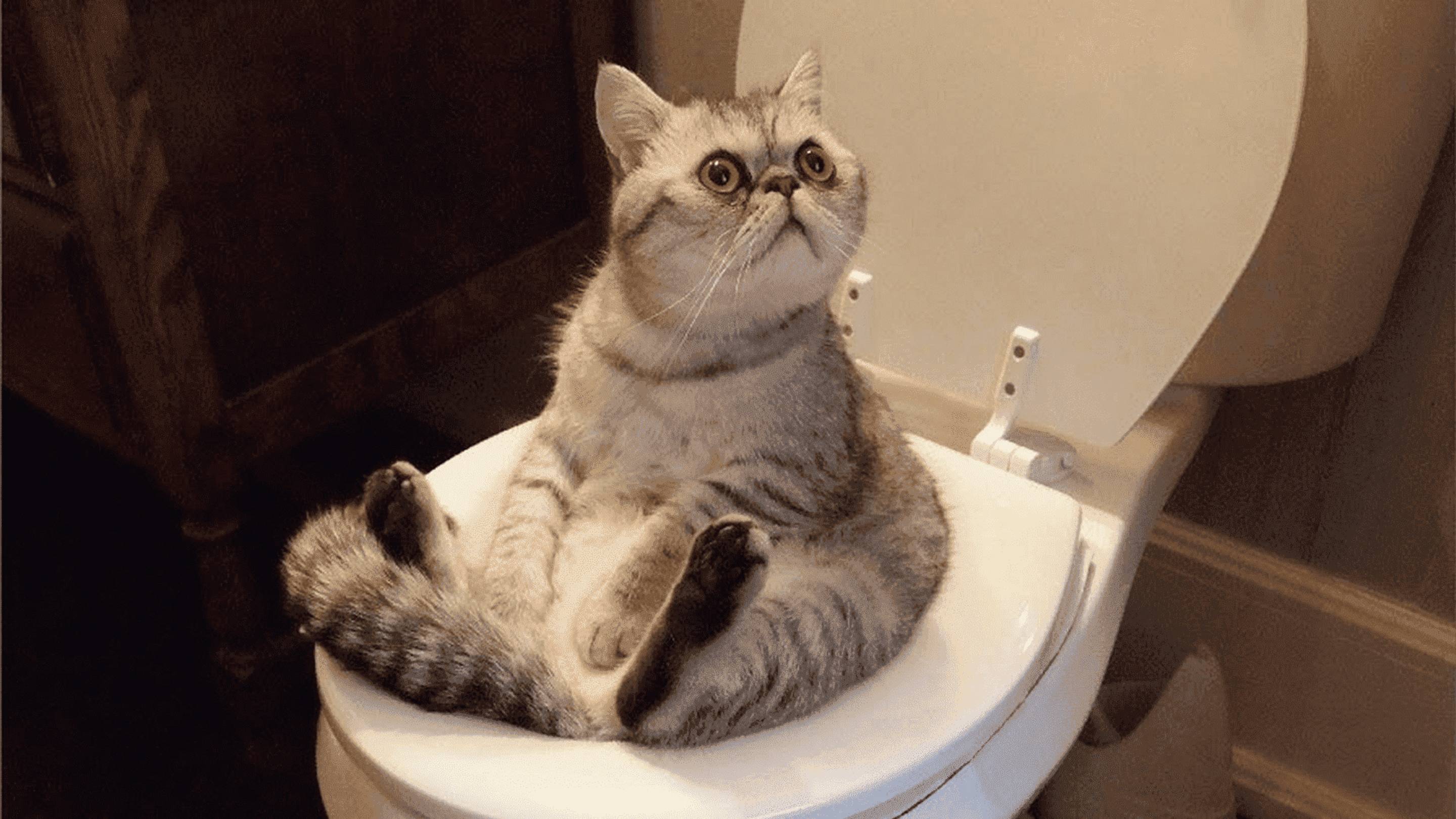Свежие приколы 2024 6! Приколы с животными до слез! Приколы с котами и кошечками. Реальная ржака