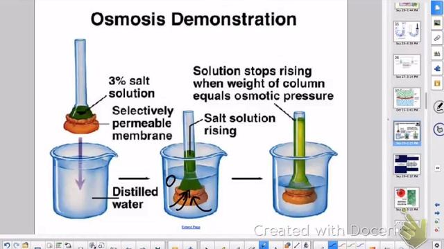 Cell Membrane: Passive Transport смотреть онлайн
