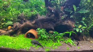 Анциструс сомик нерест, Ancistrus catfish spawning