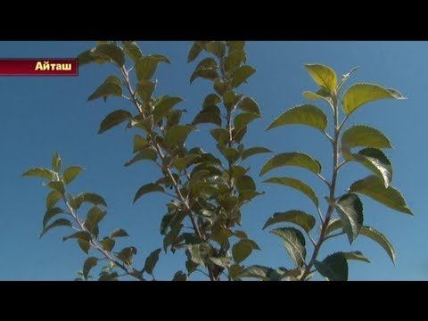 СПК "Сивух" - Интенсивное садоводство