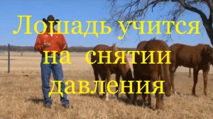 Лошадь учится на снятии давления (Клинтон Андерсон).