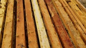 Пчёлы породы саскатраз , осенний медозбор