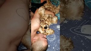 Кокер-спаниель Арчи и его чуткий сон