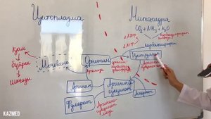 Орнитинді цикл І Несепнәрдің (мочевина) түзілуі І Биохимия
