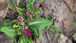 Сад просыпается! 8 апреля 23 г