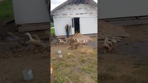 Благоварская бройлерная утка и Крупный серый гусь