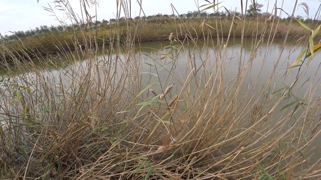 Охота с дрона на пеленгаса (slingshot fishing) смотреть онлайн