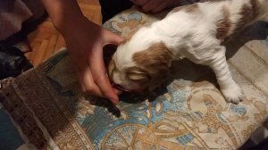 Первый прикорм щенков( мясным пюре)