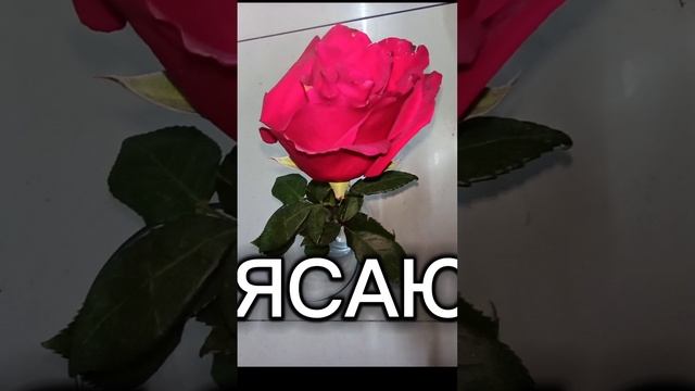 #если #поставил #цель #несдавайся #всеполучится  #добейсяцели #иди #вперёд