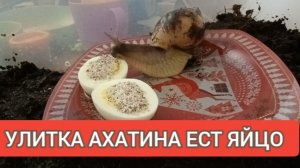 УЛИТКА АХАТИНА ЕСТ ЯЙЦО. ЧЕМ КОРМИТЬ УЛИТКУ АХАТИНУ