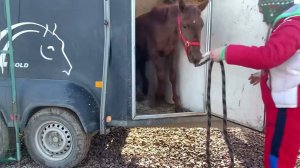 Я купила лошадь