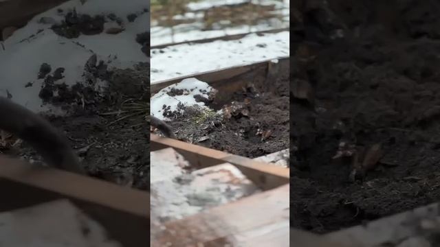 ПОСАДКА И ВЫРАЩИВАНИЕ ТЫСЯЧИ ТЮЛЬПАНОВ