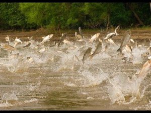 В США решили бороться с азиатским карпом с помощью электрошока