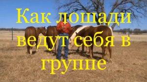 Как лошади ведут себя в группе (Клинтон Андерсон)