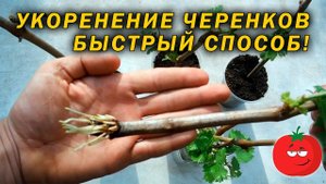 Быстрый способ укоренения черенков!
