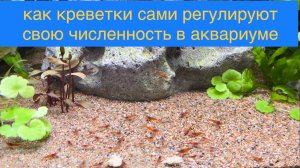 Как креветки сами могут регулировать свою численность в аквариуме. Содержание креветок неокаредина.