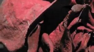 Шерали Жураев Куйди жоним