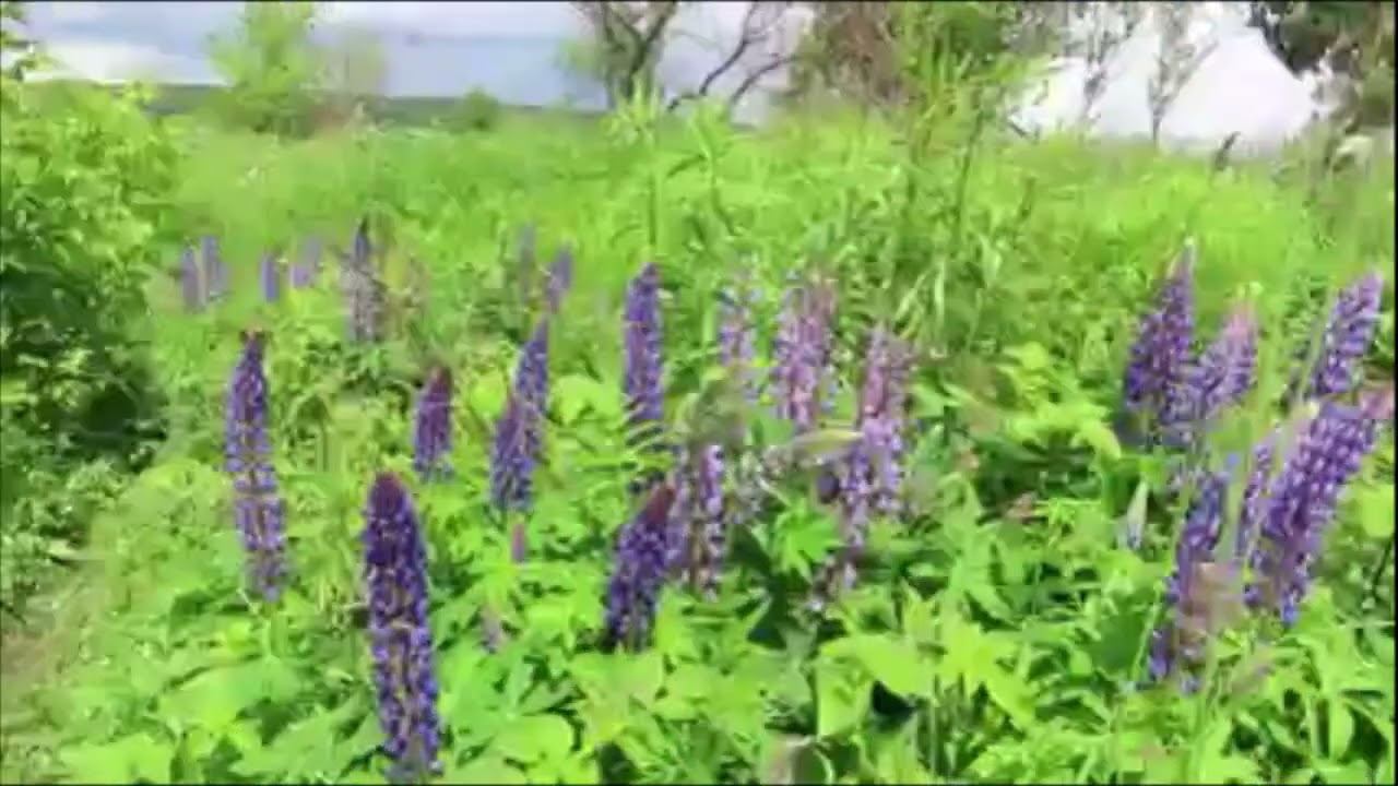 ДЖД, клеверные газоны(были) и люпины. Кемерово