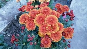 № 78. Корейская хризантема БРУНО.