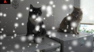 котя и видео