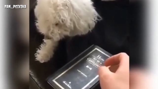 ТЕСТ НА ПСИХИКУ! #1 - животные смотреть онлайн