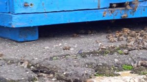 Облёт пчёл 2023 год. Подмосковье весной. Холодно но пчёлки рады и этому. Первые весенние пыльценосы.