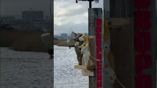 Кайтсерфинг в Новороссийске. Кайт школа Russian Wind. Суджукская коса.